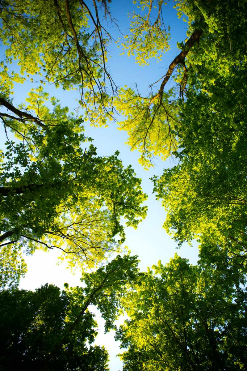 Not these specific trees.